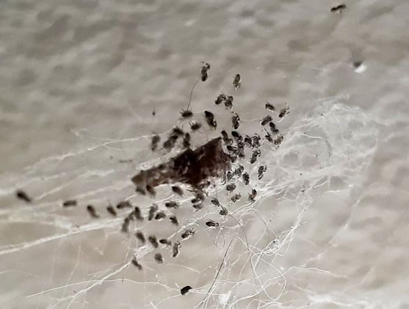 uloborid hatchling spiders.jpg
