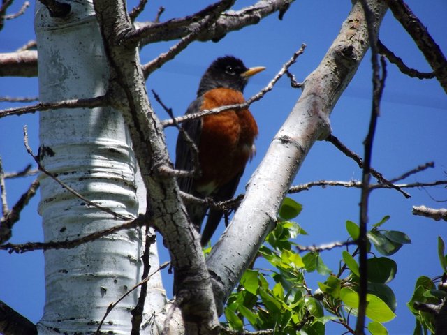 red robin, robin bird, jeronimo rubio, birds, photography, animalphotography, dailypetphotography (4).jpg