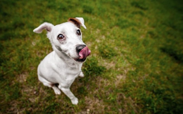 Animals___Dogs_The_dog_is_licking_his_nose_071376_-768x480.jpg