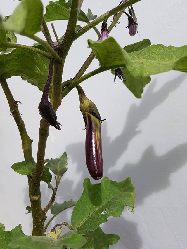 Eggplant 3.jpg