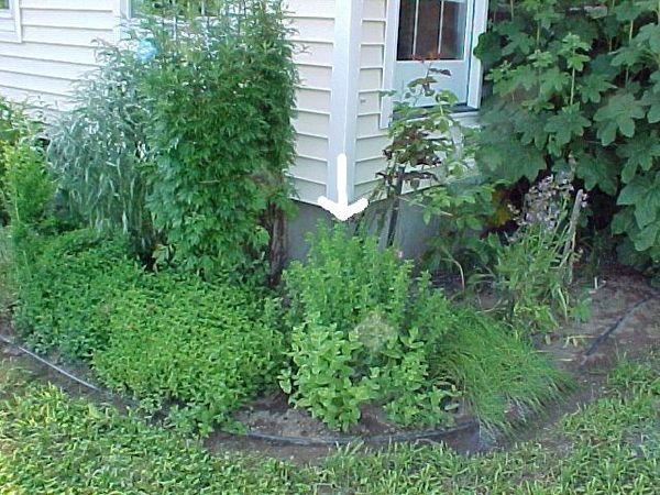 3South.herb.sage.chives.oregano.borage.rose.creeping.veronica1 arrow crop.June.05.jpg