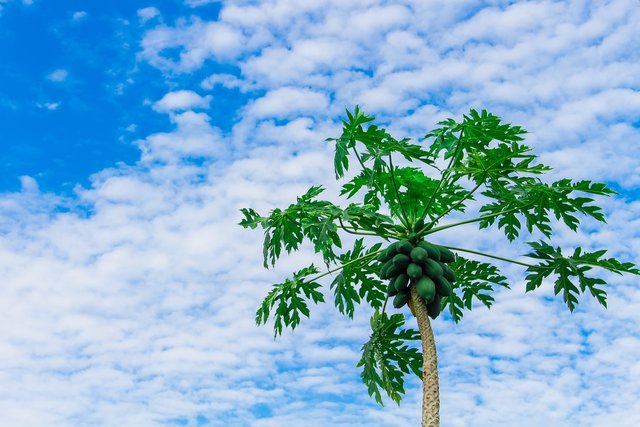 papaya-tree-2918226_1280.jpg