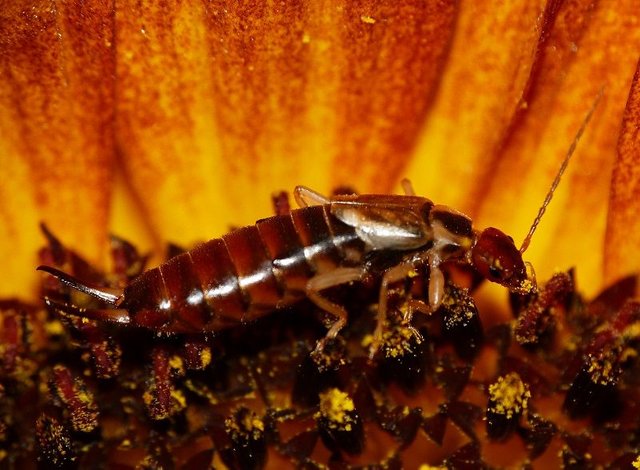 earwig on sunflower.jpg