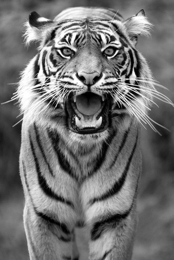 Tiger-Photography-15.jpg