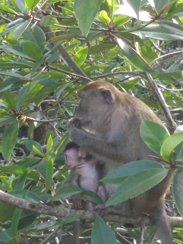 Satwa Hutan Mangrove Kuala Langsa.jpg