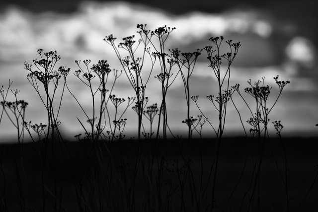 drustuff silhouette bw.JPG