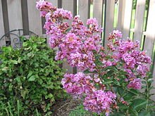 Lagerstroemia_indica_crape_myrtle_flowers.JPG