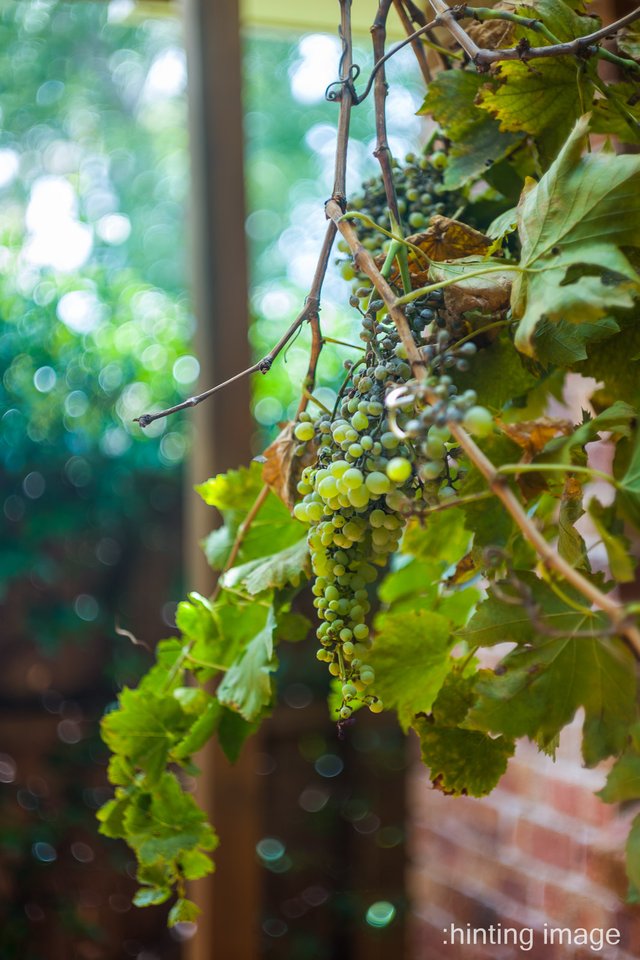 M1000234LRST - Grapes.jpg