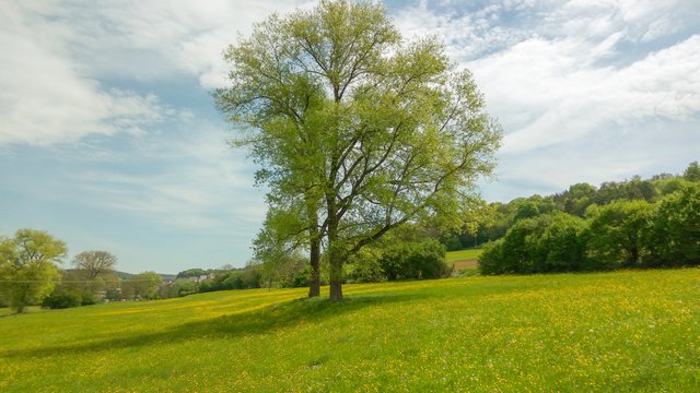 Konigsbach_stein_Germany.jpg