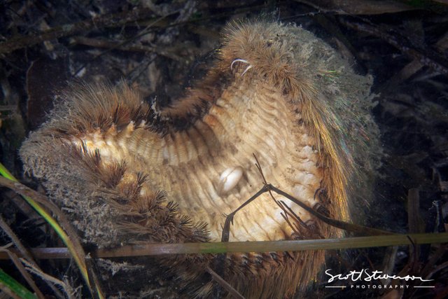 Dishevelled Sea Mouse-2.jpg