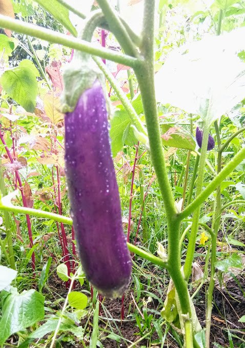 eggplant.jpg