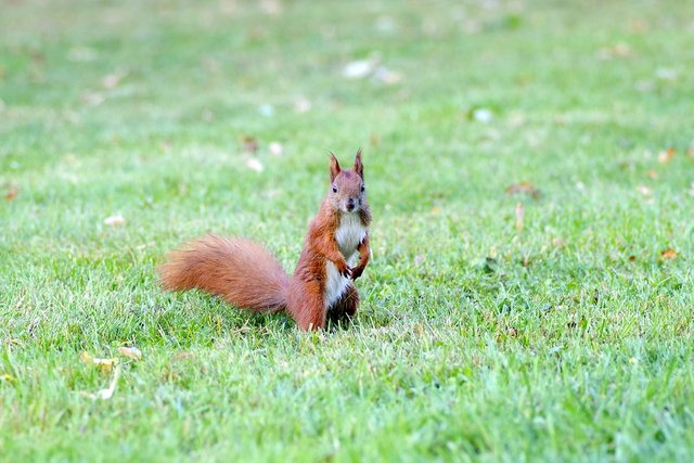 the-squirrel-1693563_960_720.jpg