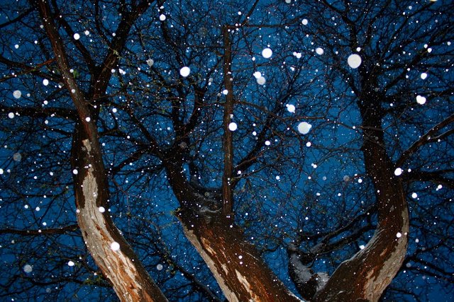 tree-small-snownight.jpg