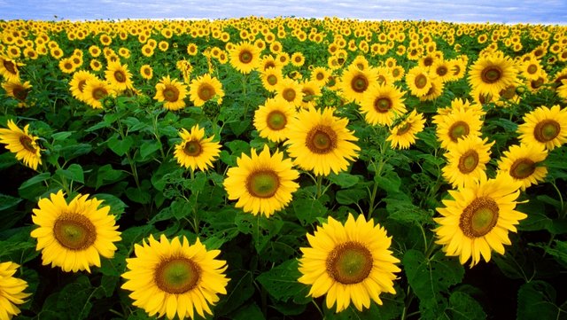 Sunflowers.jpg