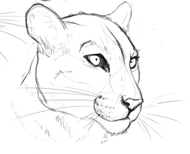 mountainlionsketch.jpg