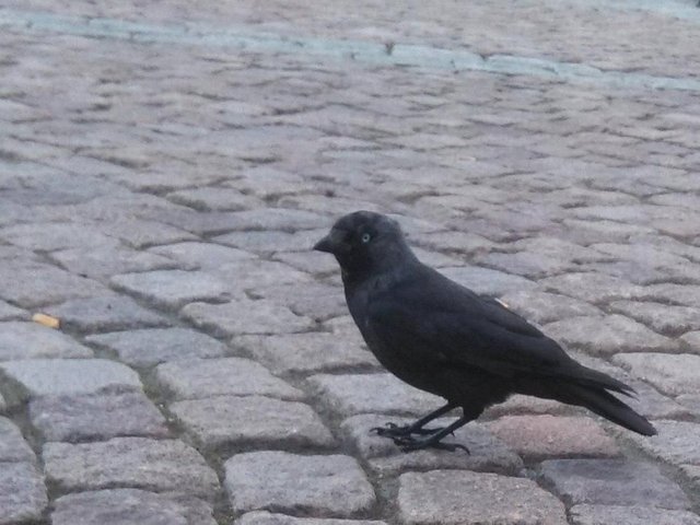 Jackdaw