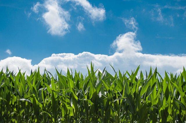 corn-field-440338_1920.jpg