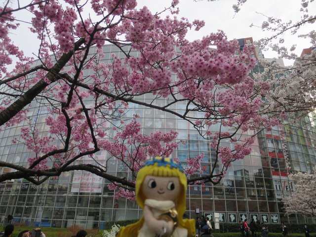 六本木お花見 六本木櫻花 Sakura In Roppongi Steemit