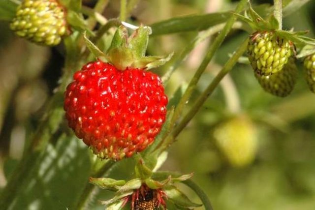 fragaria-vesca-vesca-fr-jlindsey.jpg