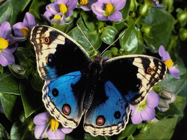 blue-black-cream-butterfly.jpg
