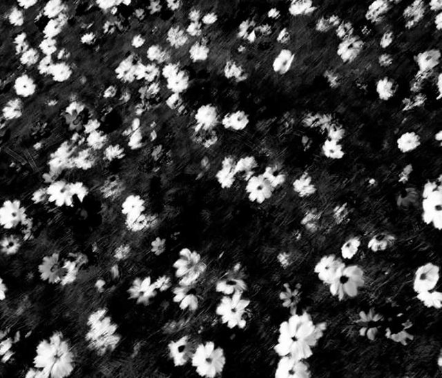 30713941_597205553975249_6701571028251836416_n.jpg