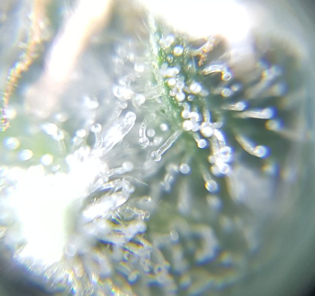 Trichome 01_edited.jpg