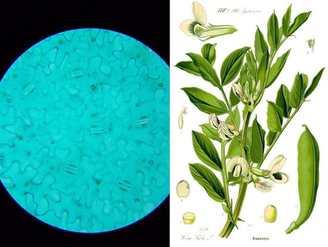vicia faba.JPG
