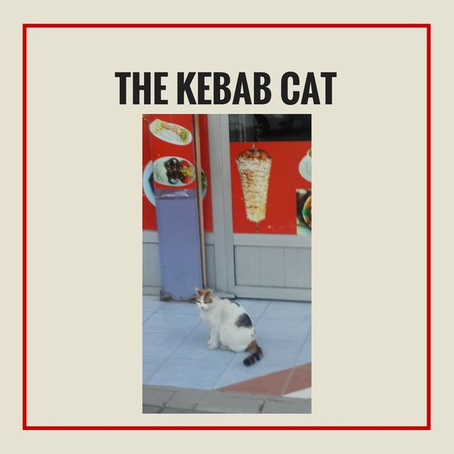the kebab cat.jpg