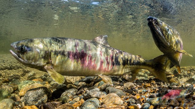 Chum-salmon-web.jpg