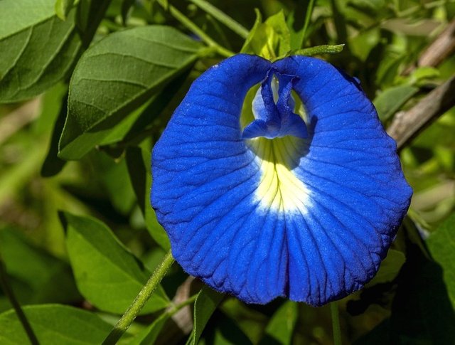 flowers-of-bangladesh-4-1.jpg