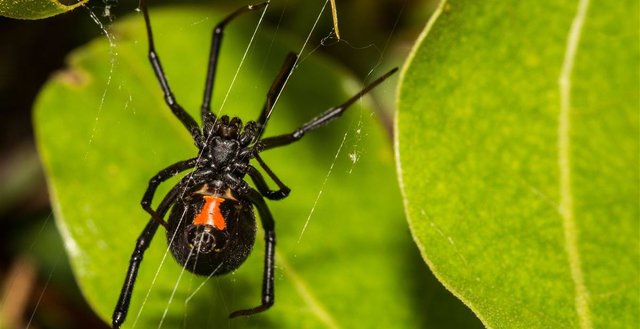 Black-Widow-Spider.jpeg