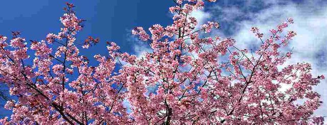 Cherry Blossom.jpg