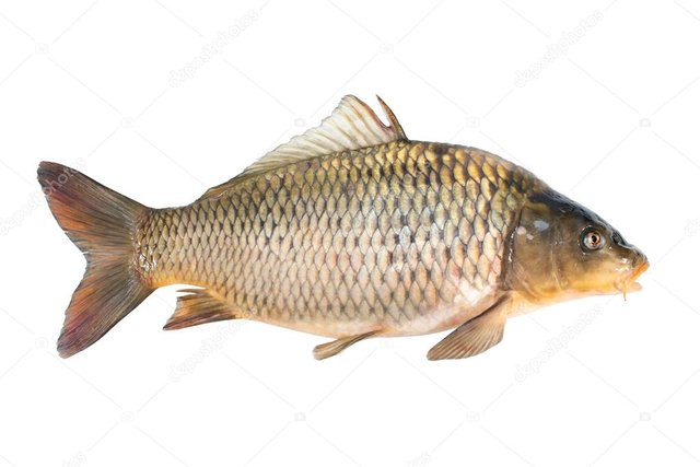 depositphotos_37935203-stock-photo-common-carp.jpg