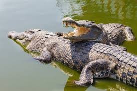 crocodylus.jpg