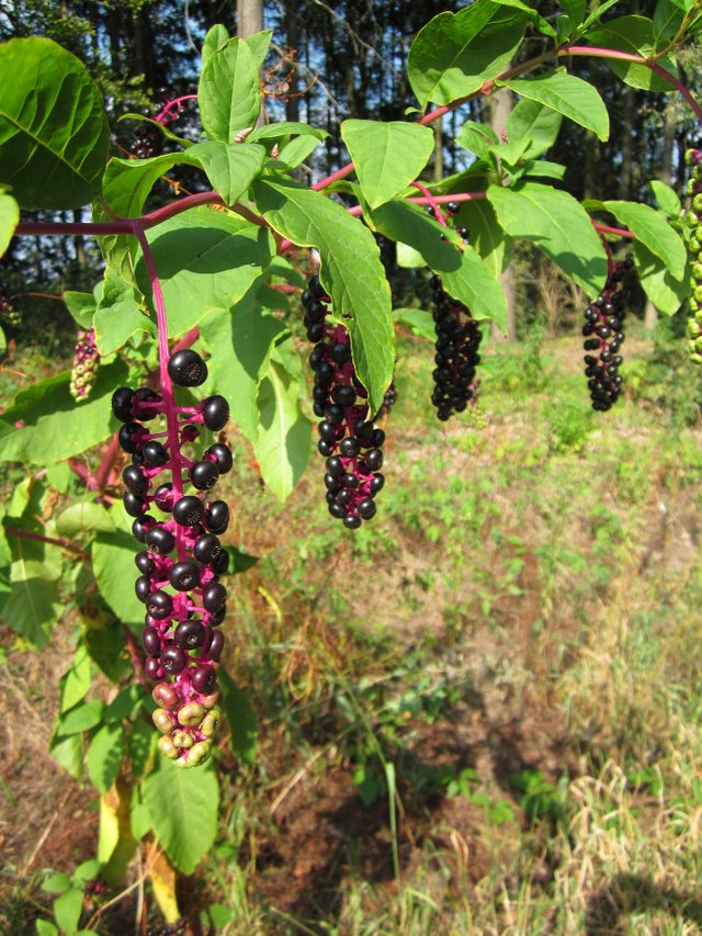 phytolacca-844507_1920.jpg