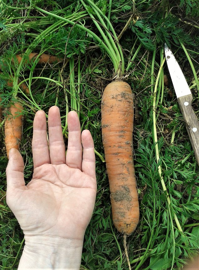 orange1.jpg