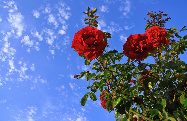 sky-blue-rose-richard-leon.jpg