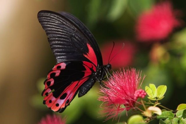 Rosy-Butterfly-620x412.jpg