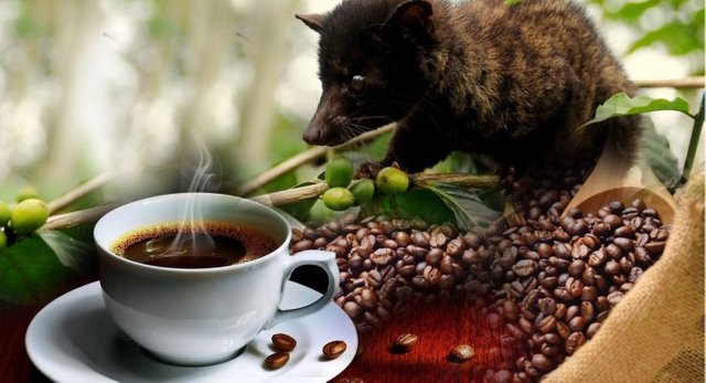 civet-coffee.jpg