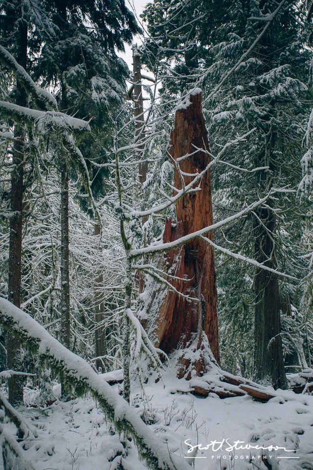 Cathedral Grove-5.jpg