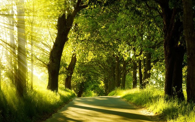 stunning-forest-road-wallpaper-36159-36983-hd-wallpapers.jpg