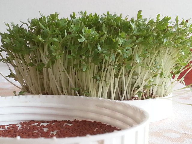 Garden Cress Made To Impress Here S The Simplest Way You Can