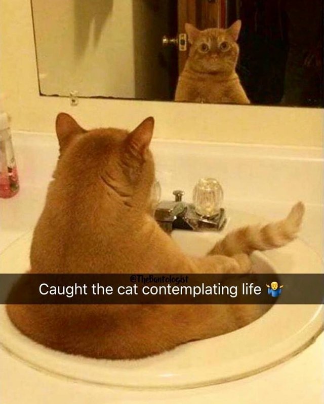 contemplating-cat.jpg