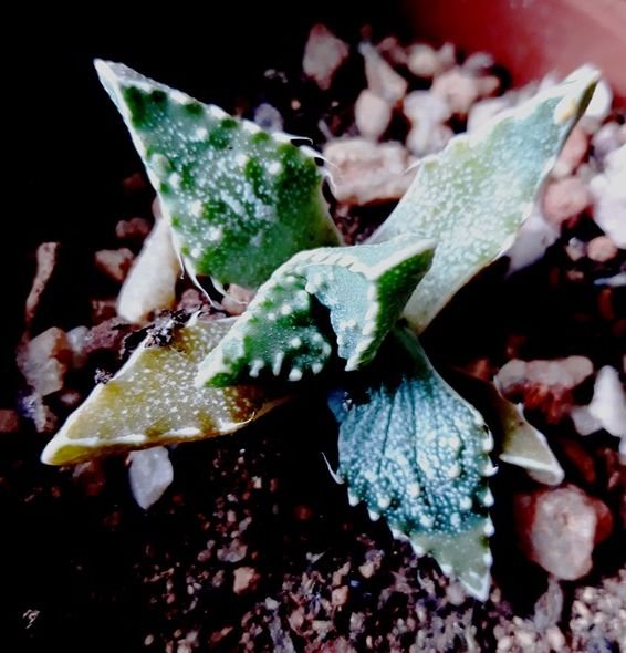 faucaria tuberculosa rot2.jpg