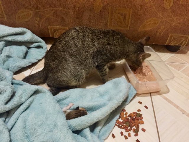 My Christmas Miracle Lost Kitten Back Together With Its Mother