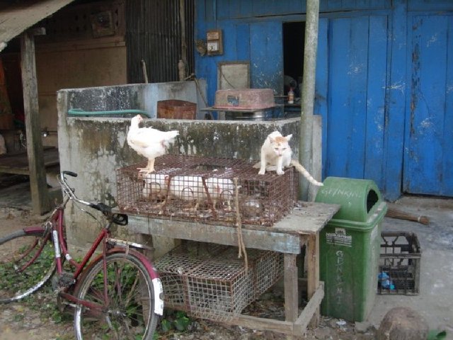chickens and cats.jpg