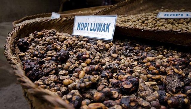 luwak_coffee_for_sale.jpg