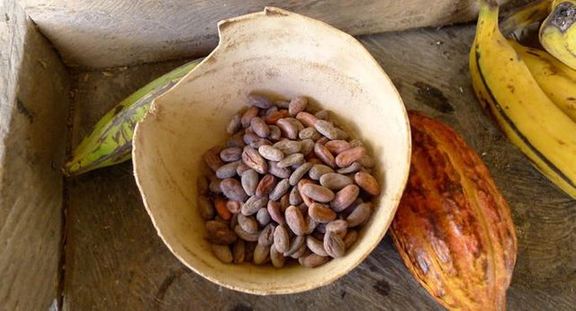 cocoa_beans_and_pods_kuna_panama_main.jpg