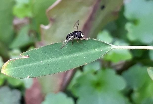 solitary bee2.jpg