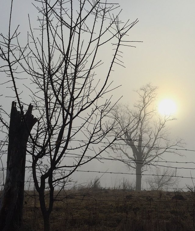 barb wire fence.jpg